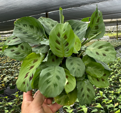 6" Maranta Green 